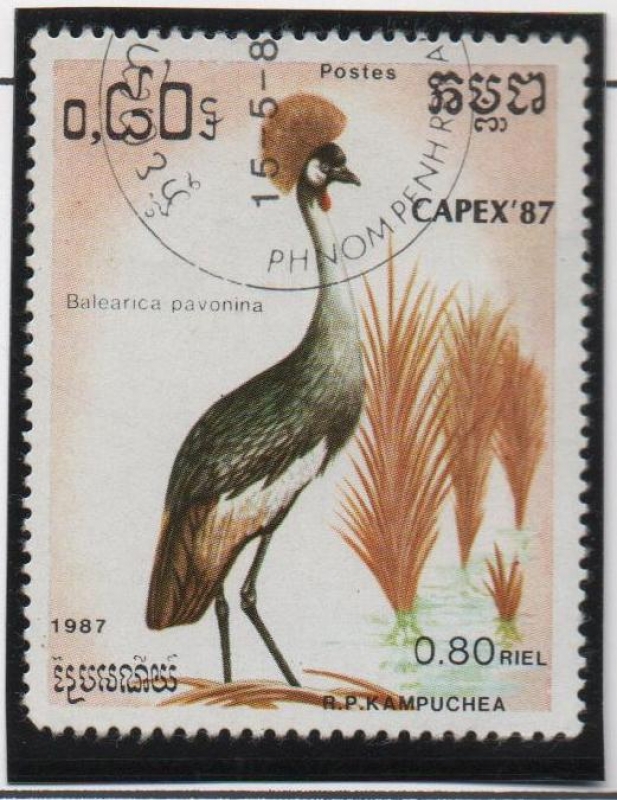 Pajaros: Balearica pavonina