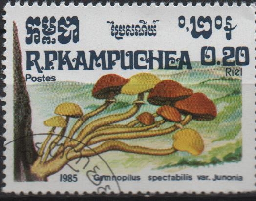 Hongos: Gymnopilus