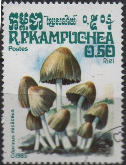 Hongos: Coprinus