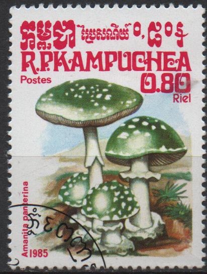 Hongos: Amanita Panterina