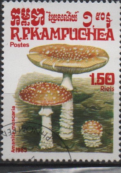 Hongos: Coprinus