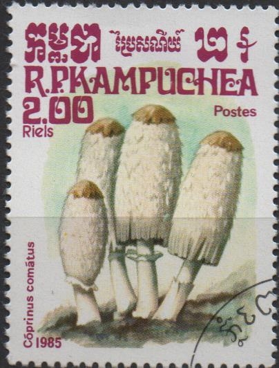 Hongos: Coprinus comantus