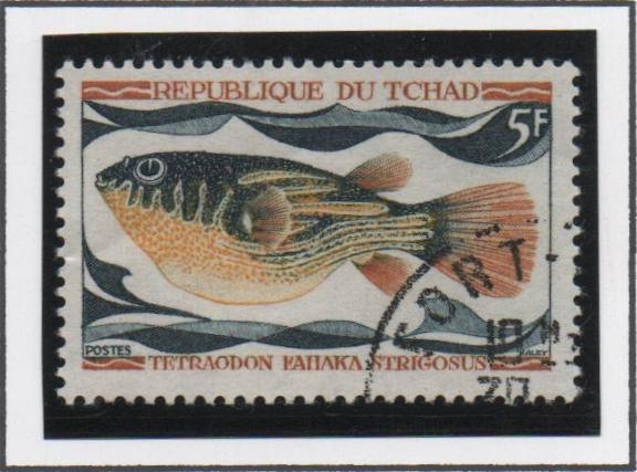 Peces: Tetraodon Fahaka 