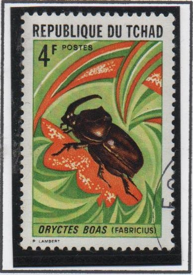 Insectos y Arañas: Oryctes Boas