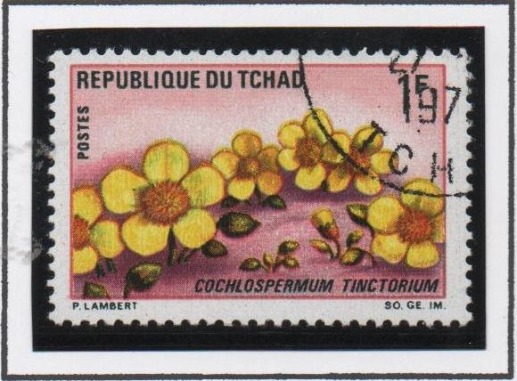 Flores: Cochlospermum Tinctorium