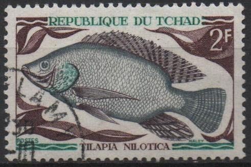 Peces: Tilapia Nilotica