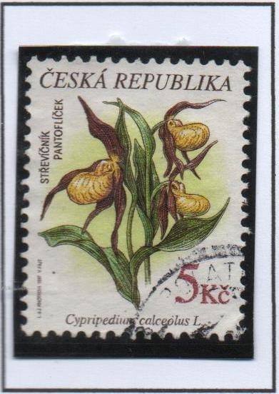 Cypripedium Calceolus