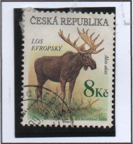 Cervus Elphus