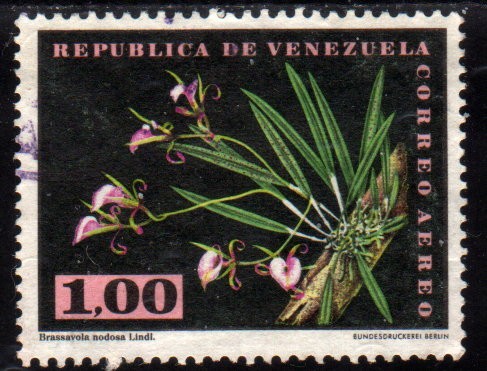 1962 Flores: Brassavola nodosa