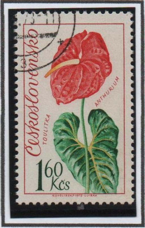 Flores: Anthurium