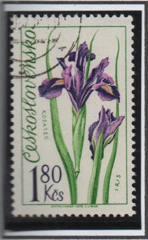 Flores: Iris