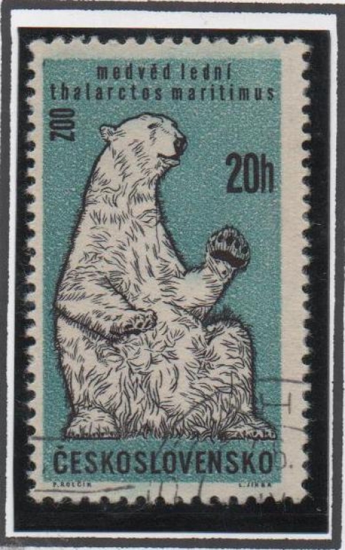 Animales d' Zoo: Oso Polar