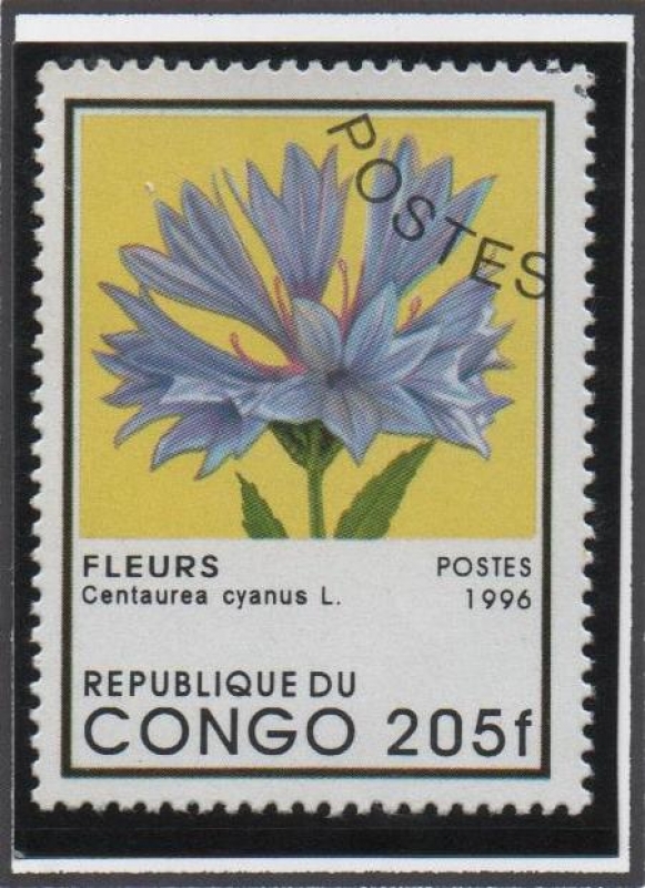 Centaurea Cyanus