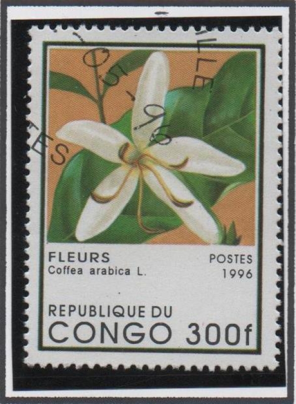 Coffea Arabica