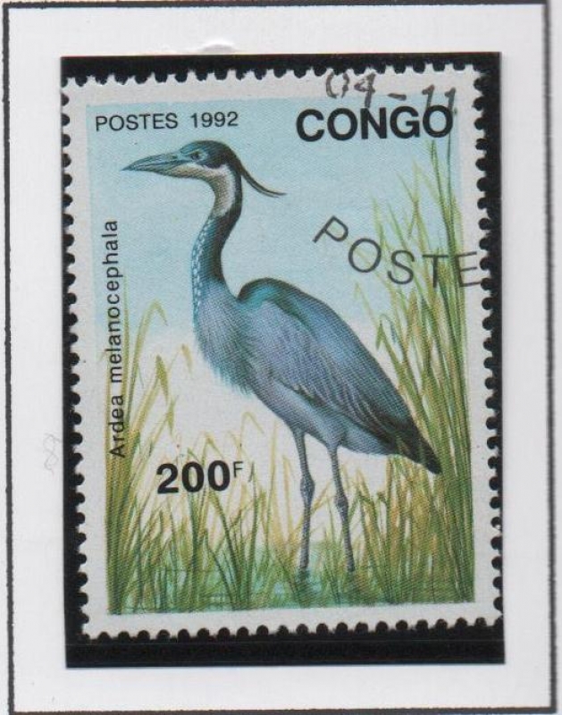 Ardea Melanocephala