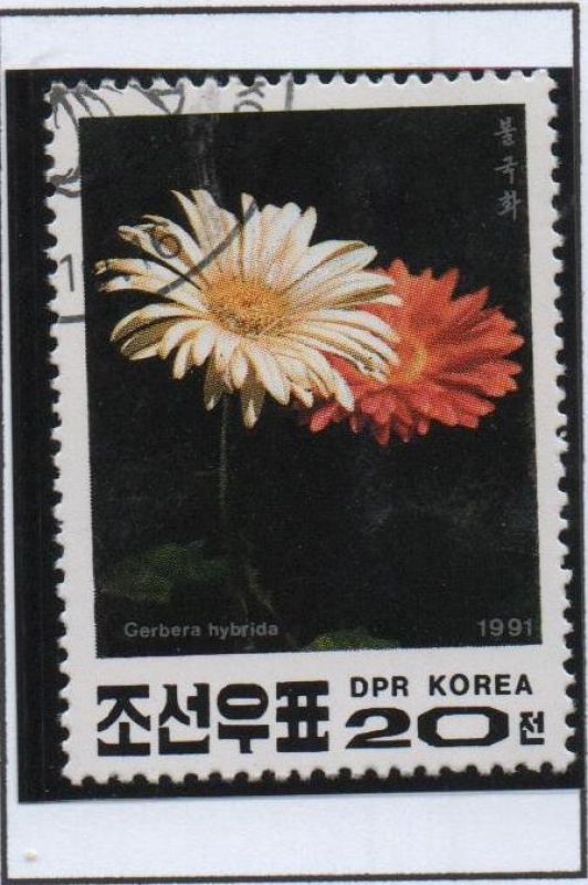 Flores: Gerbera