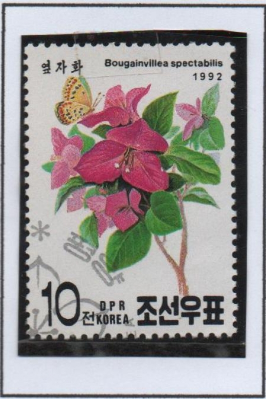 Flores: Bouganvillea Spectabilis