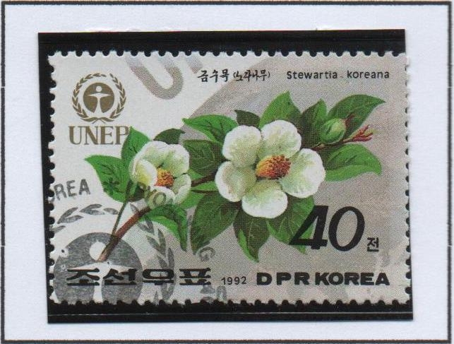 Dia mundial d' medio Ambiente: Stewartia Koreana