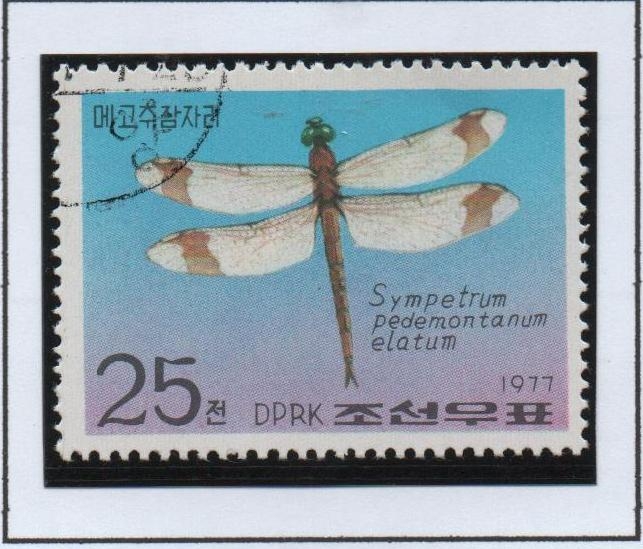 Libélulas: Sympetrum