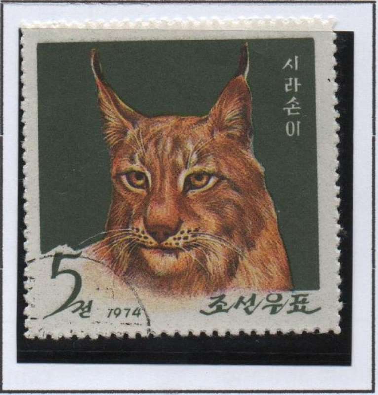 Pyongyang Zoo: Lynx