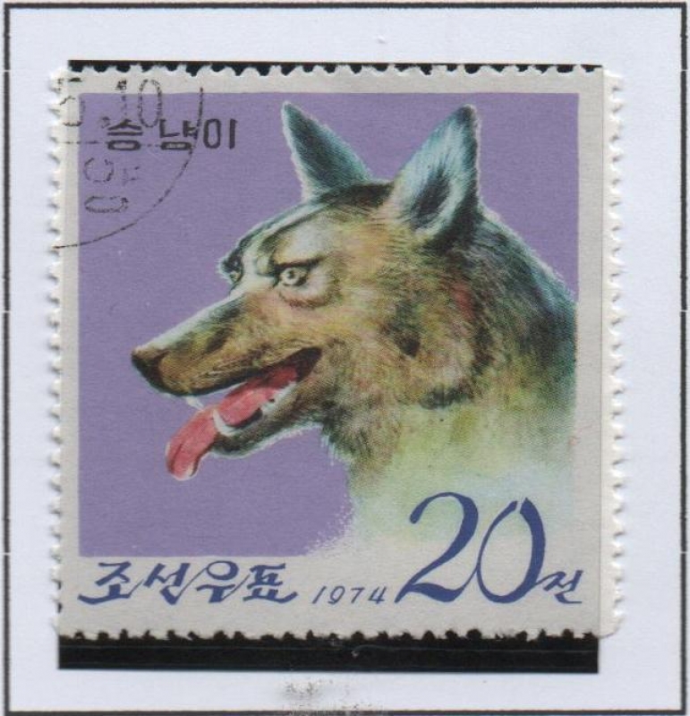 Pyongyang Zoo: Lobo