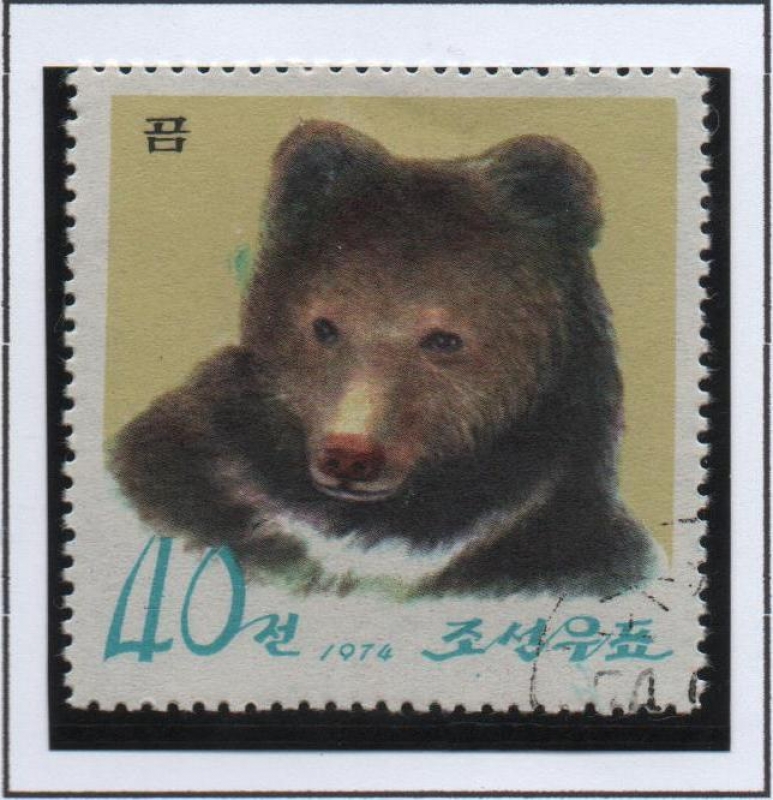 Pyongyang Zoo: Oso