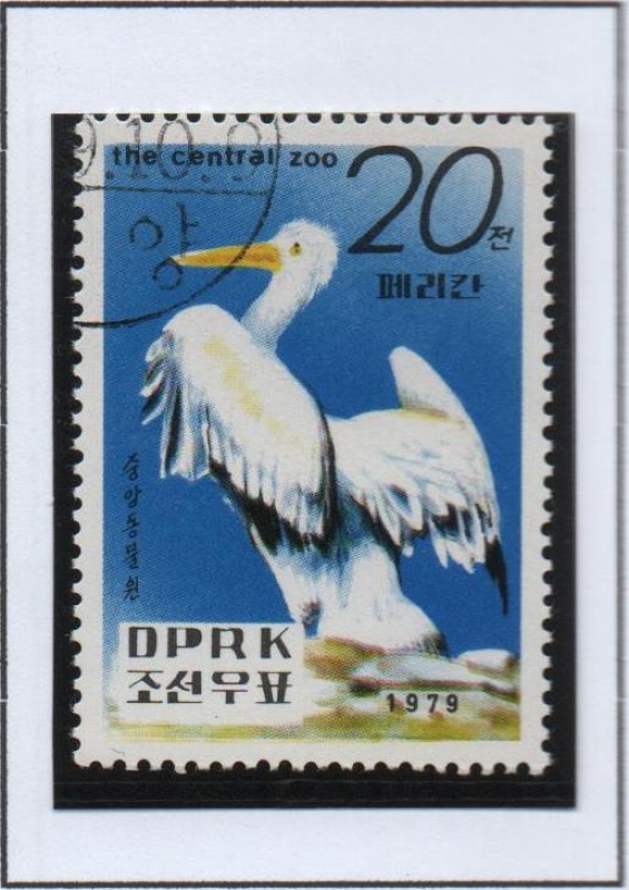 Pyongyang Zoo: Pelicanos