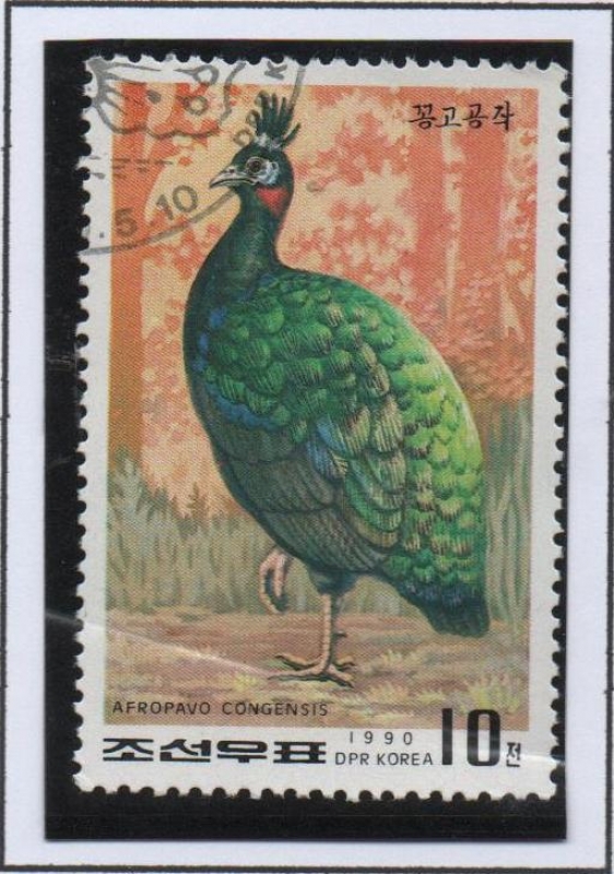 Pavo Real: Congo peafowl Afropavo congensis