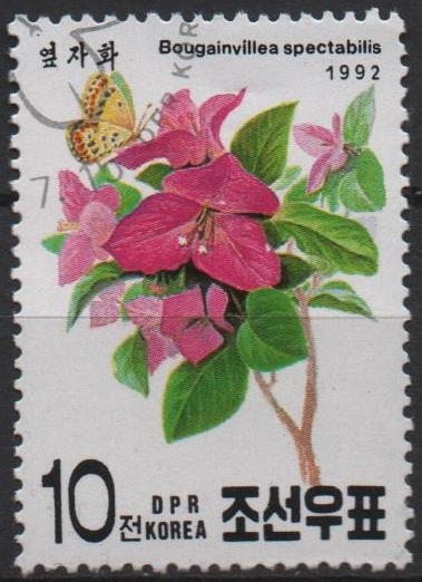 Flores: Bouganvillea Spectabilis