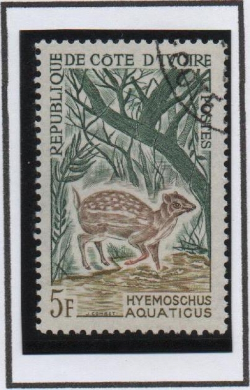 Hyemoschus Acuaticus