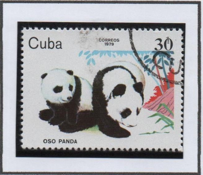 Animales d' Zoo: Pandas