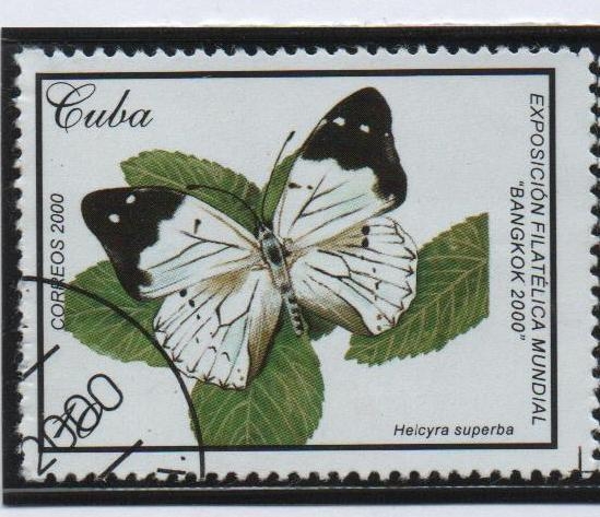 Mariposas: Helcyra superba