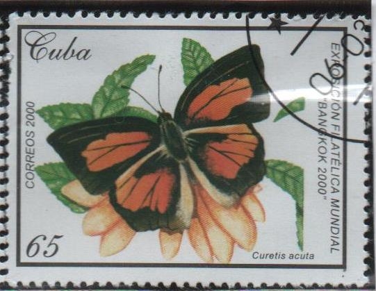 Mariposas: Curetis acuta