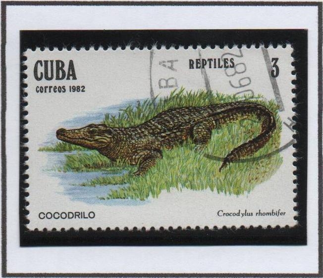 Reptiles: Cocodrilo