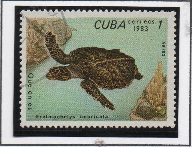 Tortugas: Eretmochelys imbricata