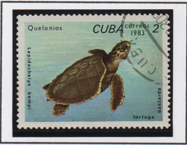 Tortugas: Lepidochelys Kempi