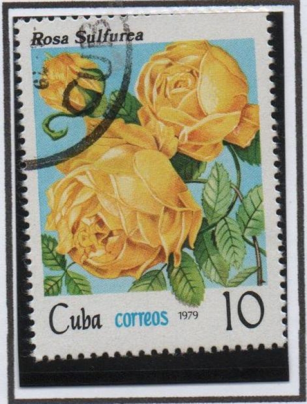 Rosas: Sulfurea