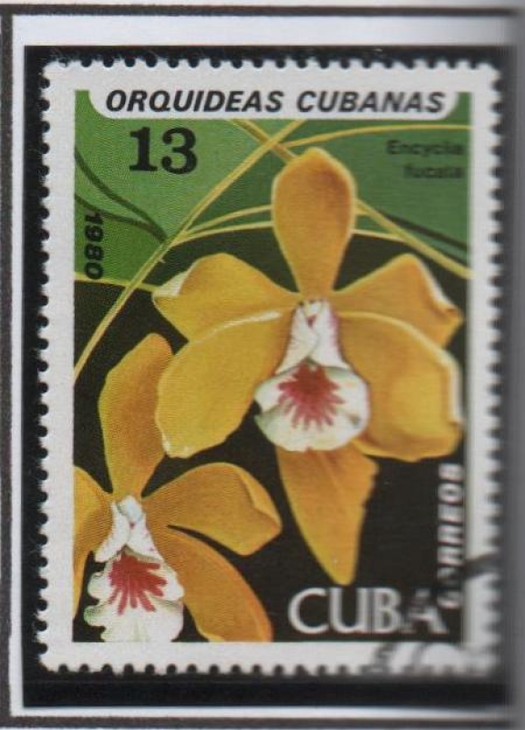 Orquídeas cubanas: Encylia