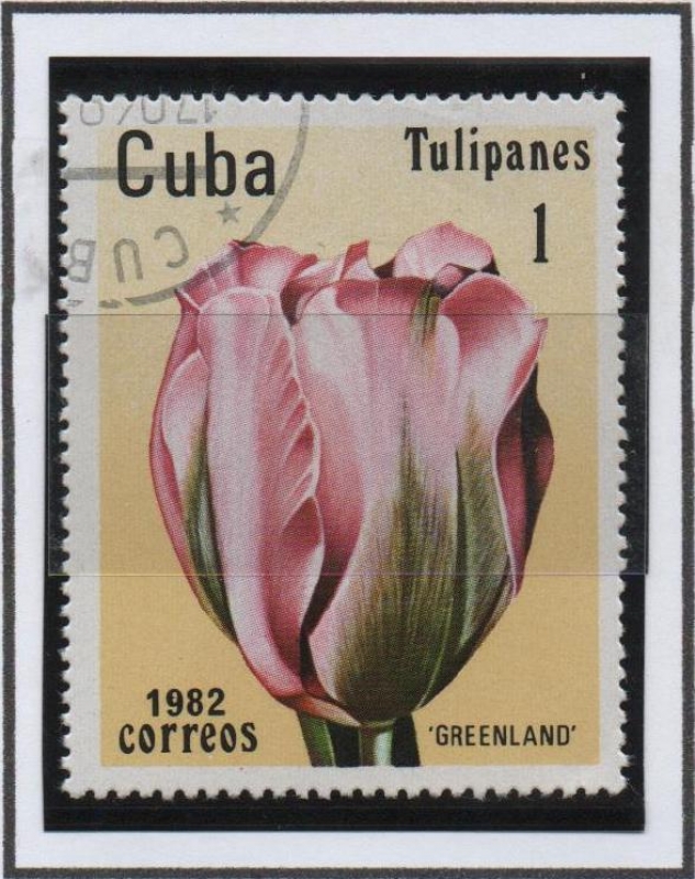 Tulipanes: Greenlnd