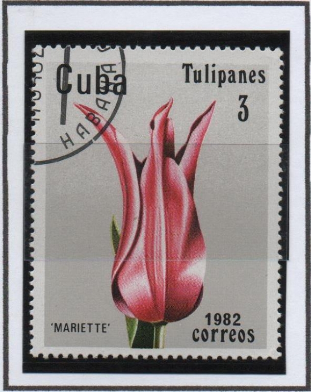 Tulipanes: Mariette