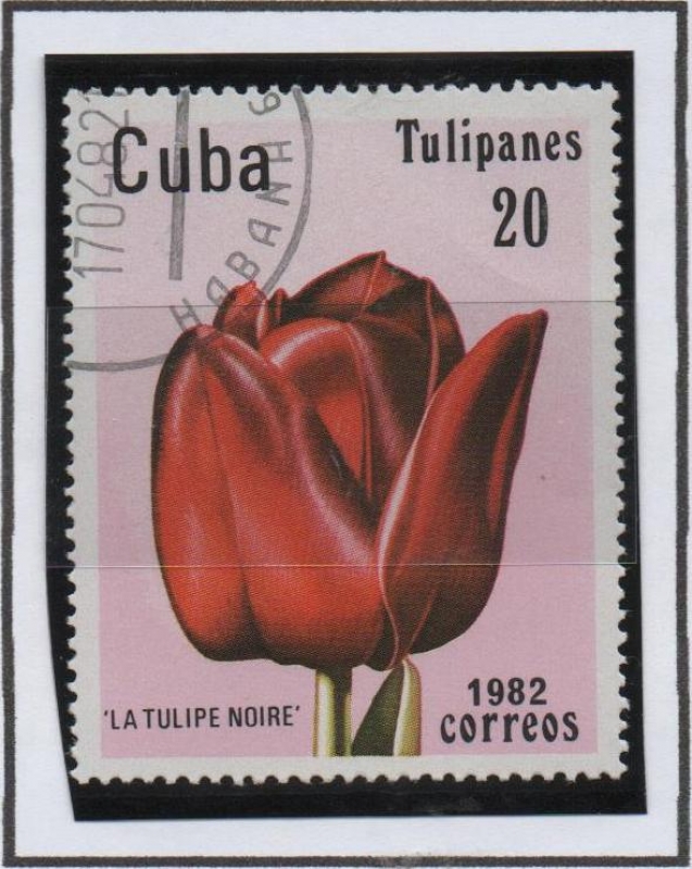 Tulipanes: Jewel d' Spring