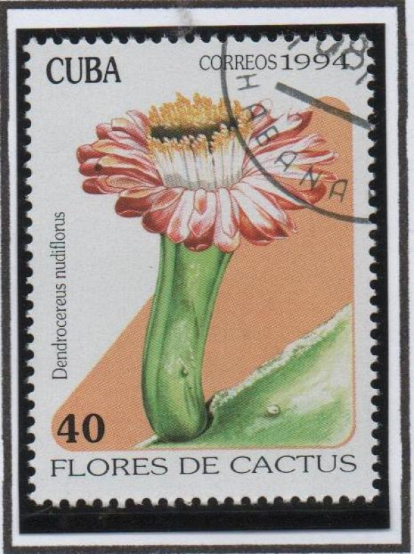 Flores d' cactus: Dendrocerus