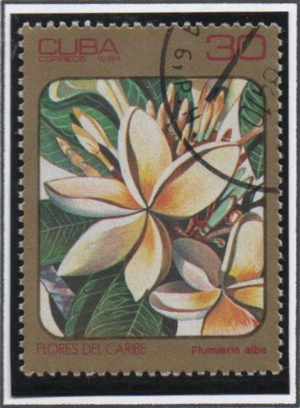 Flores d' Caribe: Plumiera alba