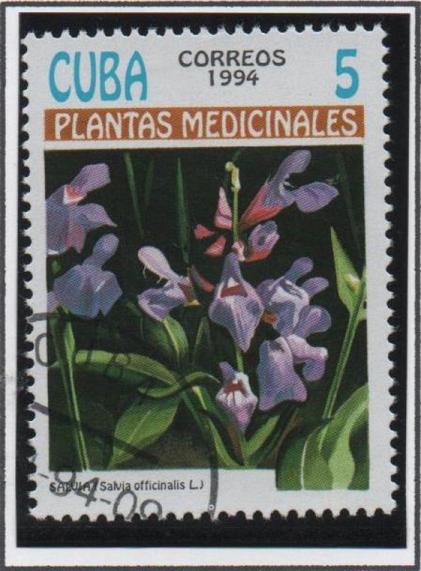 Plantas Medicinales: Salvia officinalis