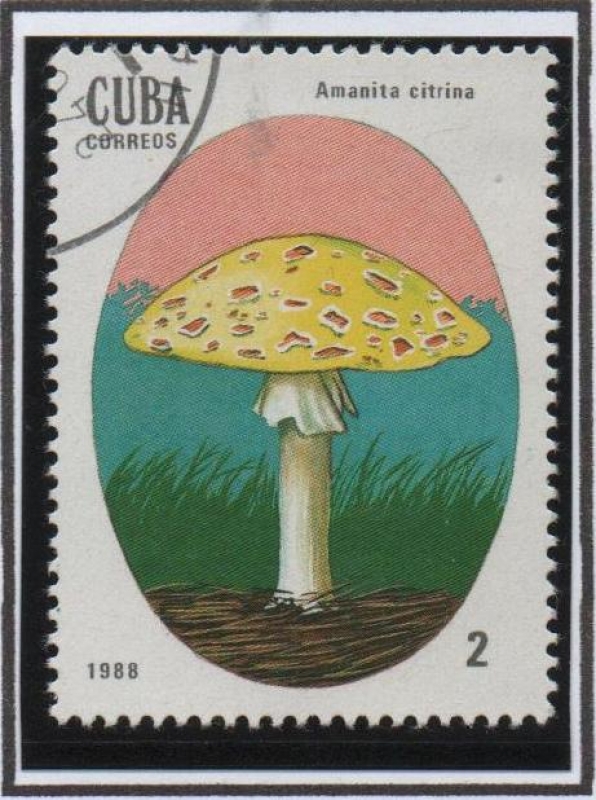 Setas Venenosas: Amanita citrina