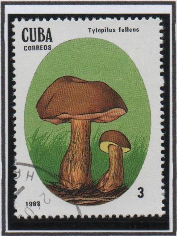 Setas Venenosas: Tylopilus inboluntus