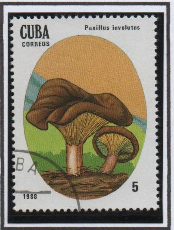 Setas Venenosas: Paxillus inboluntus