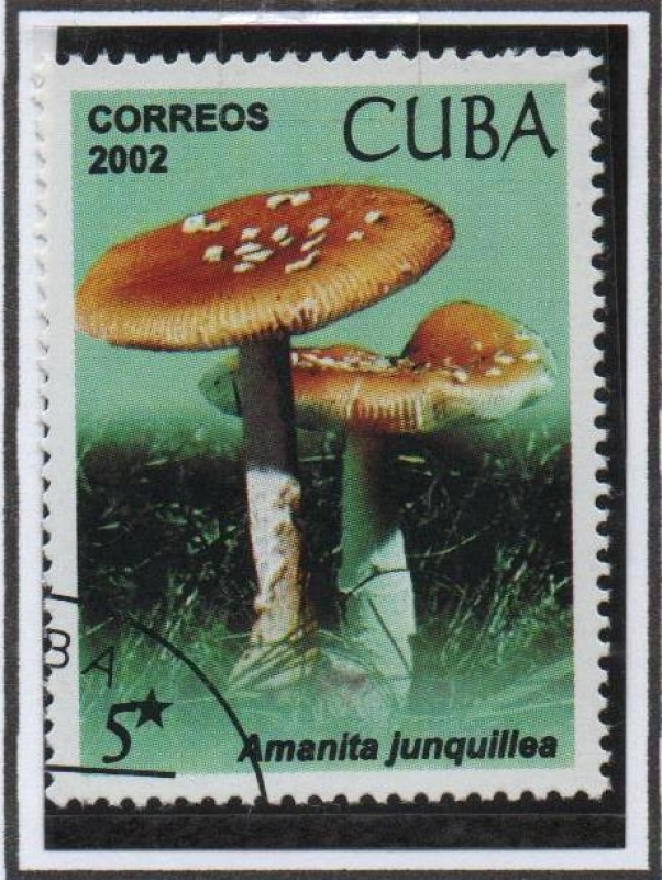 Setas: Amanita junquillea