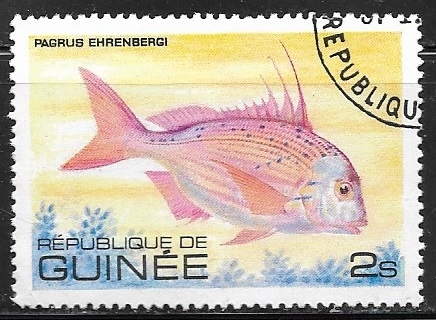 Peces = Goldenhead Porgy (Pagrus ehrenbergi)