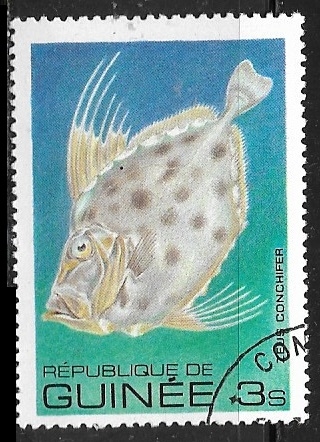 Peces = Silvery John Dory (Zeus conchifer)